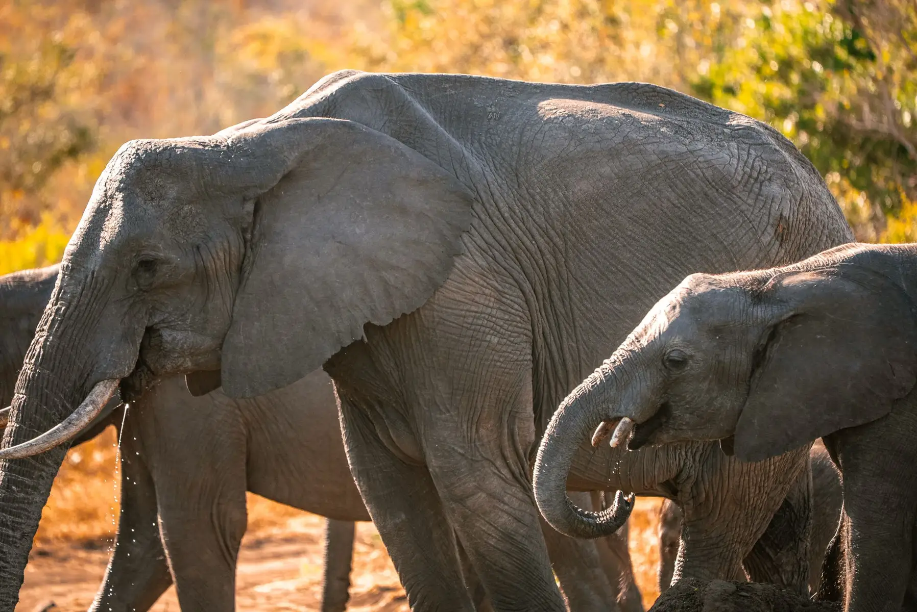 Our guests from the USA enjoyed spectacular wildlife sightings during their family safari at Umkumbe Safari Lodge in Sabi Sands Game Reserve.